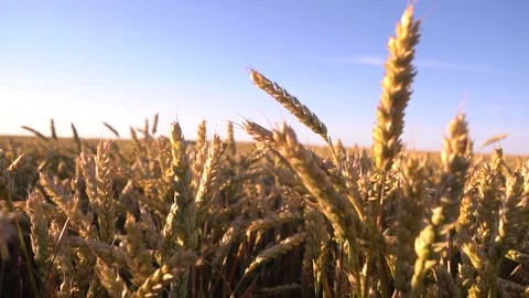 Wheat closeup. Wheat field. Background of ripening ears of wheat. Stock-Footage 133652055