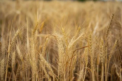 Wheat closeup. Wheat field. Background of ripening ears of wheat. Harvest and Stock Photos