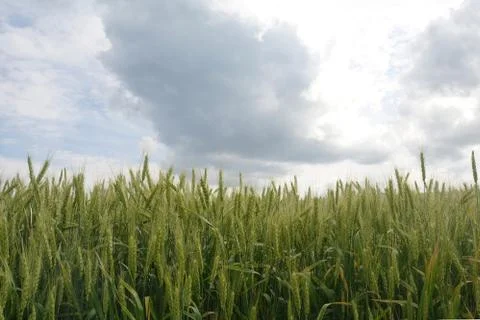 Wheat on cloudy sky background Stock Photos