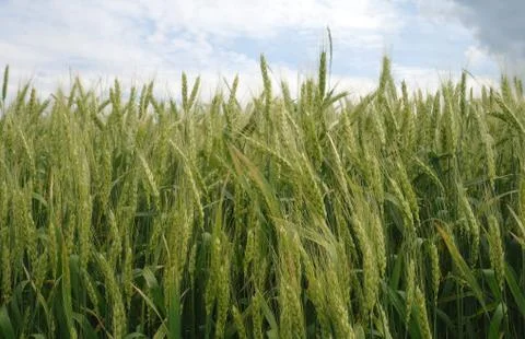 Wheat on cloudy sky background Stock Photos