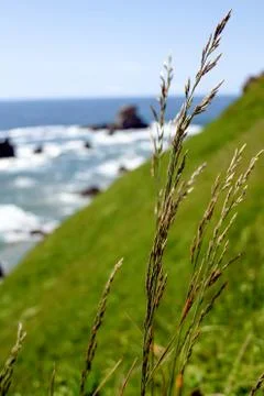 Wheat on Coast Stock Photos