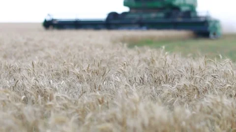 Wheat with Combine in Background Vídeo Stock 60040334