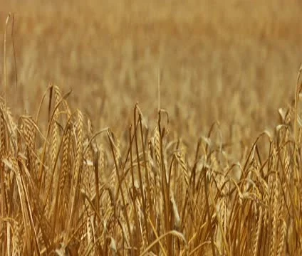 Wheat to combine tilt up Stock Footage 21525614