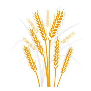 Wheat composition on a white background. Vector illustration Illustrazione stock