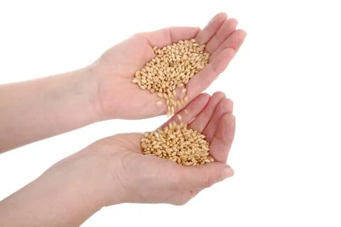 Wheat concept Stock Photos