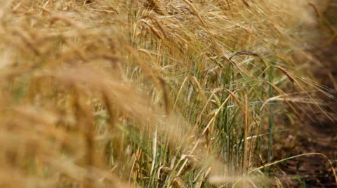 Wheat cone Stock Footage 1459326