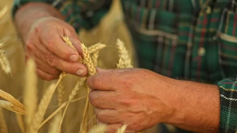 Wheat Connection Detailed shot showcasing a senior worker's hands engaged in Stock Footage 327193385