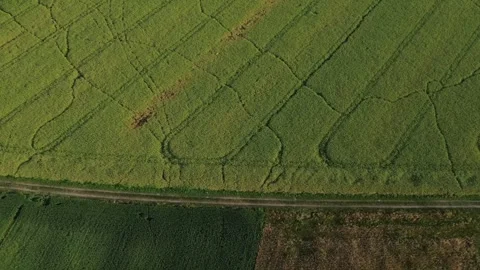 Wheat, corn and rapeseed field. Agriculture field. Young green wheat growin.. Stock Footage 312562804