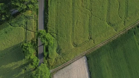 Wheat, corn and rapeseed field. Agriculture field. Young green wheat growin.. Stock Footage 312562826