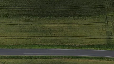 Wheat, corn and rapeseed field. Agriculture field. Young green wheat growin.. Stock Footage 312562834