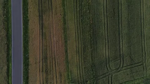 Wheat, corn and rapeseed field. Agriculture field. Young green wheat growin.. Stock Footage 312562835