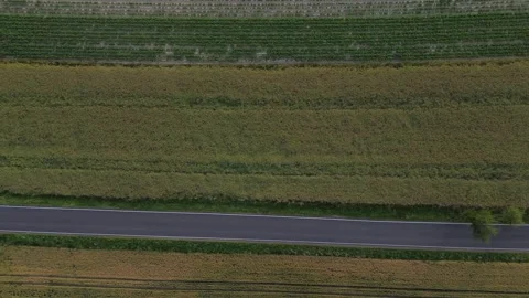Wheat, corn and rapeseed field. Agriculture field. Young green wheat growin.. Stock Footage 312562844