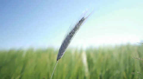 Wheat corn close up Stock-Footage 24993894