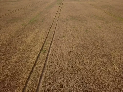 Wheat corn corp aerial view Stock Footage 84861558