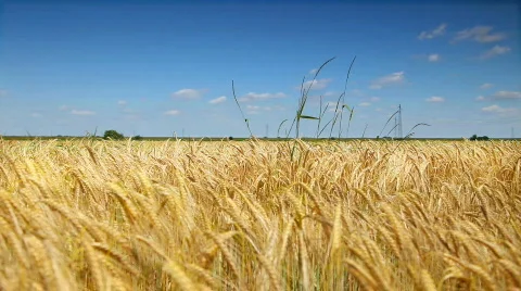 Wheat corn field Stock Footage 808937