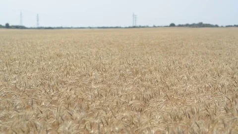 Wheat corn field Stock Footage 71452629