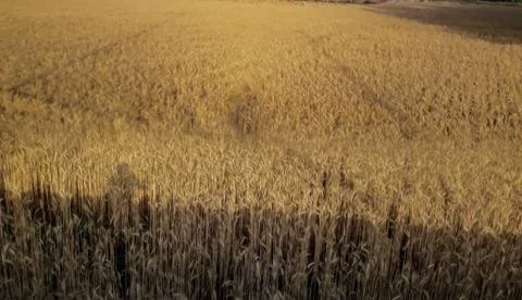 Wheat corn field Stock Photos
