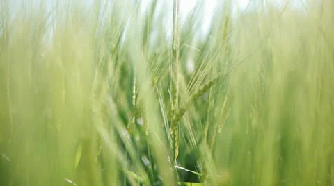 Wheat corn grain oat cereal food agriculture Stock Footage 24994706
