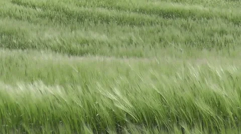 Wheat Corn Grass Fields blowing in The Winds of Summer Stock-Footage 50770014