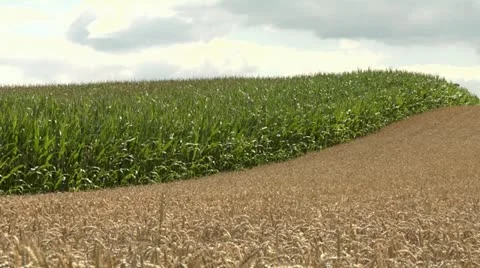 Wheat corn heaven impression 1 Stock Footage 11430918