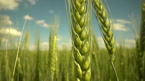 Wheat corn macro field. green grass close up. young green wheat grass. the Stock Footage 240194341