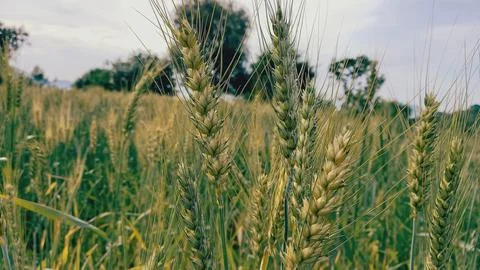 The Wheat Corn or Triticum aestivum cultivated crop Stock Photos