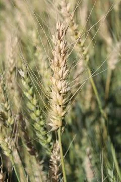 The Wheat Corn or Triticum aestivum cultivated crop Stock Photos