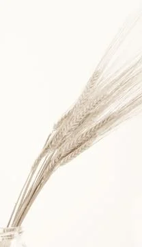 Wheat corn Stock Photos