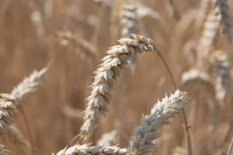 Wheat, Corn Stock Photos