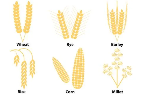 Wheat, corn, rice, barley, millet Stock Illustration