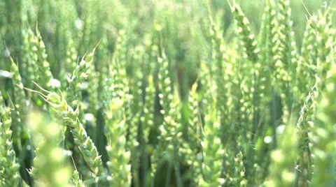 Wheat cornfield ecology Stock Footage 25603623