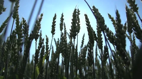 Wheat cornfield Stock Footage 64538980