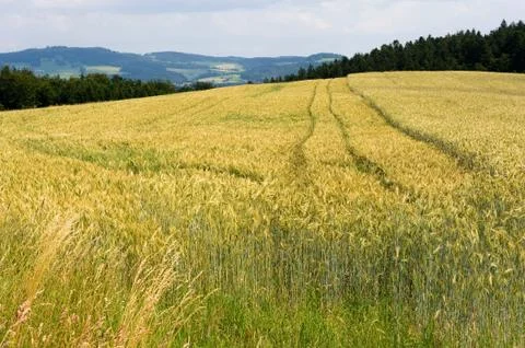 Wheat on cornfield Stock Photos