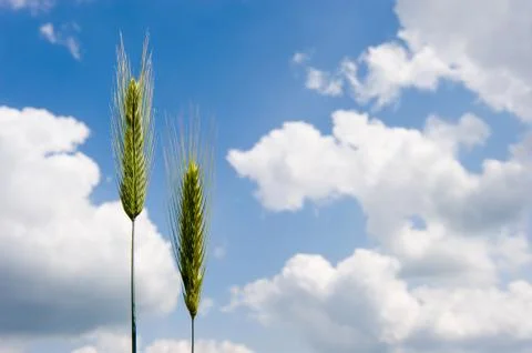 Wheat on cornfield Foto stock