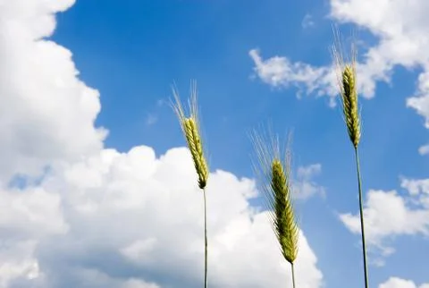 Wheat on cornfield Stock Photos