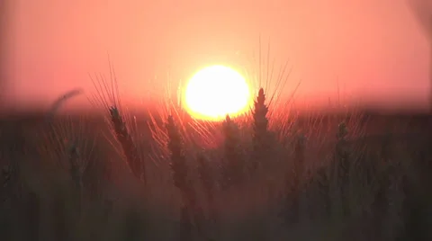 Wheat cornfield sunset slow motion Stock Footage 25605176
