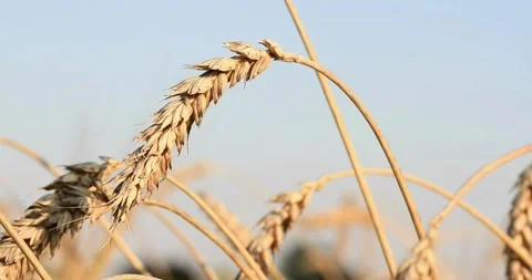 Wheat corps close-up plant farm agriculture for cereal and bread ads concept Video stock 334658237