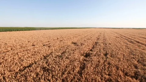 Wheat crane shoot Stock Footage 76867419
