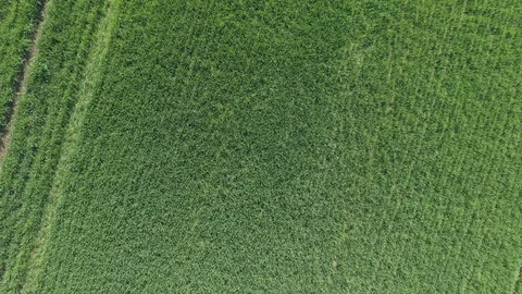 Wheat crop after being sprayed with herbicides 4K aerial video Stock Footage 110673006