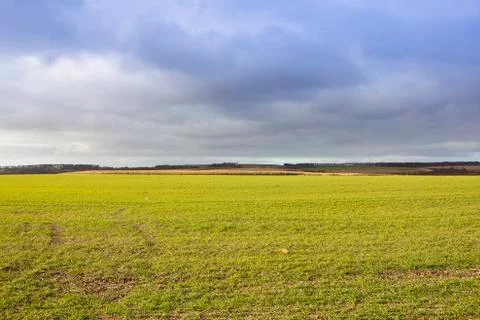 Wheat crop and dramatic sky Stock Photos