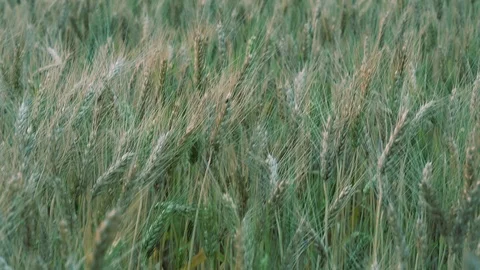 Wheat crop blowing in the wind. Tilt up. 1080p Stock Footage 93272989