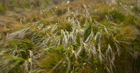 Wheat crop blown in waves by wind in Irish summer meadow 2K 150fps Stock Footage 65826949