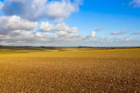 Wheat crop in chalky soil Foto stock