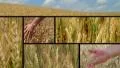 Wheat Crop Composite HD Footage
