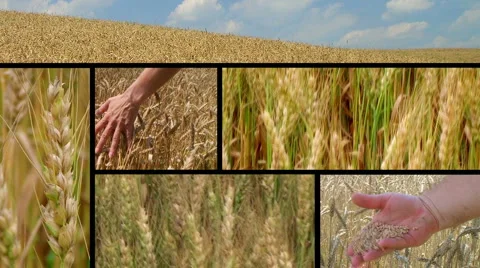 Wheat Crop Composite Stock Footage 1083918