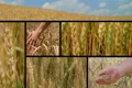 Wheat Crop Composite Footage