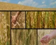 Wheat Crop Composite SD Footage