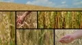 Wheat Crop Composite HD Footage