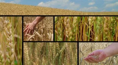 Wheat Crop Composite Stock Footage 8607116