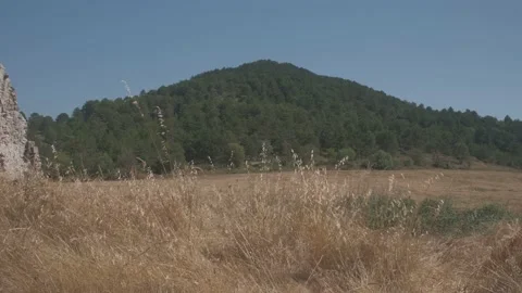 Wheat crop field with a mountain behind it on a summer day before being harve Stock Footage 137232892